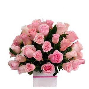 Rosas Para Regalar Cali